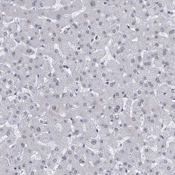 Invitrogen Centrin 2 Polyclonal Antibody 100 &mu;L; Unconjugated:Antibodies,