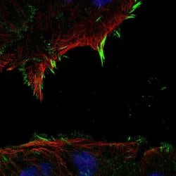 Invitrogen RAPGEF4 Polyclonal Antibody 100 &mu;L; Unconjugated:Antibodies,