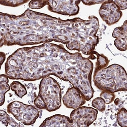 Invitrogen RAPGEF4 Polyclonal Antibody 100 &mu;L; Unconjugated:Antibodies,
