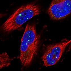 Invitrogen ZNF514 Polyclonal Antibody 100 &mu;L; Unconjugated:Antibodies,