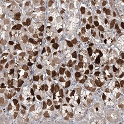 SAMD3 Polyclonal Antibody, Invitrogen 100 &mu;L; Unconjugated:Antibodies,