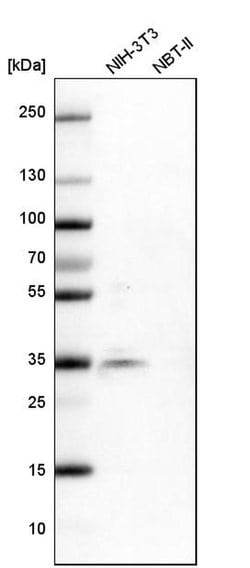 Invitrogen SRSF6 Polyclonal Antibody 100 &mu;L; Unconjugated:Antibodies,