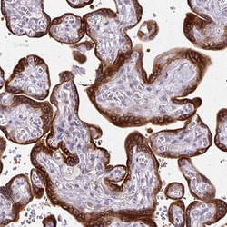 Invitrogen AMFR Polyclonal Antibody 100 &mu;L; Unconjugated:Antibodies,