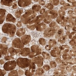 Invitrogen CPSF3L Polyclonal Antibody 100 &mu;L; Unconjugated:Antibodies,
