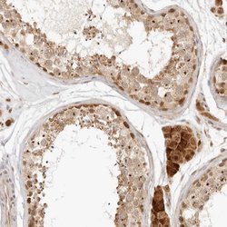Invitrogen CPSF3L Polyclonal Antibody 100 &mu;L; Unconjugated:Antibodies,