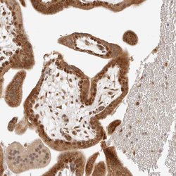 Invitrogen CPSF3L Polyclonal Antibody 100 &mu;L; Unconjugated:Antibodies,