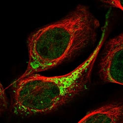 Invitrogen ETHE1 Polyclonal Antibody 100 &mu;L; Unconjugated:Antibodies,