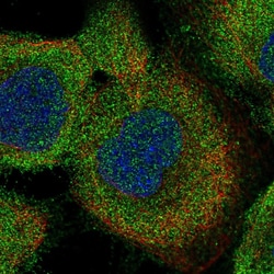 Invitrogen LRRC16A Polyclonal Antibody 100 &mu;L; Unconjugated:Antibodies,