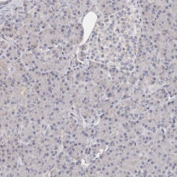Invitrogen TIMM17B Polyclonal Antibody 100 &mu;L; Unconjugated:Antibodies,