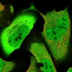Invitrogen GFOD1 Polyclonal Antibody 100 &mu;L; Unconjugated:Antibodies,