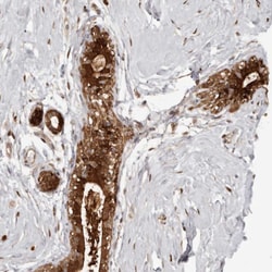 Invitrogen GFOD1 Polyclonal Antibody 100 &mu;L; Unconjugated:Antibodies,