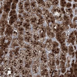 Invitrogen RGN Polyclonal Antibody 100 &mu;L; Unconjugated:Antibodies,