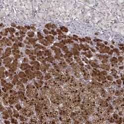 Invitrogen RGN Polyclonal Antibody 100 &mu;L; Unconjugated:Antibodies,