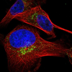 Invitrogen HSD17B13 Polyclonal Antibody 100 &mu;L; Unconjugated:Antibodies,