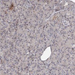 Invitrogen MRPS10 Polyclonal Antibody 100 &mu;L; Unconjugated:Antibodies,