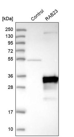 Invitrogen RAB23 Polyclonal Antibody 100 μL; Unconjugated:Antibodies,