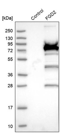 Invitrogen FGD2 Polyclonal Antibody 100 &mu;L; Unconjugated:Antibodies,