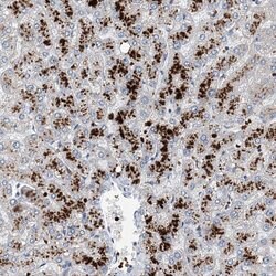 Invitrogen FPR2 Polyclonal Antibody 100 &mu;L; Unconjugated:Antibodies,