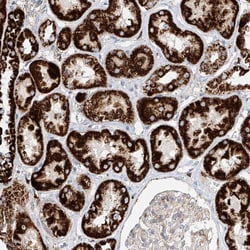 Invitrogen Cystatin 9 Polyclonal Antibody 100 &mu;L; Unconjugated:Antibodies,