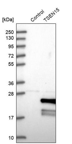 Invitrogen TSEN15 Polyclonal Antibody 100 &mu;L; Unconjugated:Antibodies,