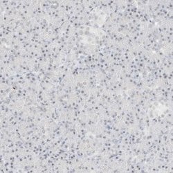 Invitrogen SPT5 Polyclonal Antibody 100 &mu;L; Unconjugated:Antibodies,
