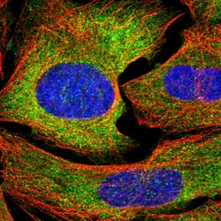 Invitrogen GAPVD1 Polyclonal Antibody 100 &mu;L; Unconjugated:Antibodies,