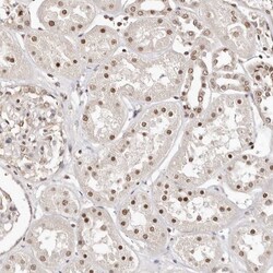 Invitrogen GLTSCR1L Polyclonal Antibody 100 &mu;L; Unconjugated:Antibodies,