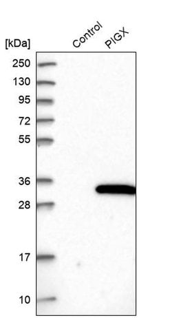 Invitrogen PIGX Polyclonal Antibody 100 &mu;L; Unconjugated:Antibodies,