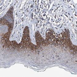 Invitrogen AGPAT9 Polyclonal Antibody 100 &mu;L; Unconjugated:Antibodies,