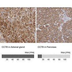 Invitrogen TCP-1 theta Polyclonal Antibody 100 &mu;L; Unconjugated:Antibodies,