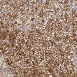 Invitrogen TCP-1 theta Polyclonal Antibody 100 &mu;L; Unconjugated:Antibodies,