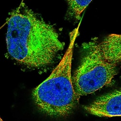 Invitrogen TCP-1 theta Polyclonal Antibody 100 &mu;L; Unconjugated:Antibodies,