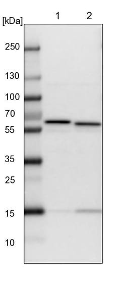 Invitrogen TCP-1 theta Polyclonal Antibody 100 &mu;L | Buy Online | Invitrogen&trade; | Fisher Scientific