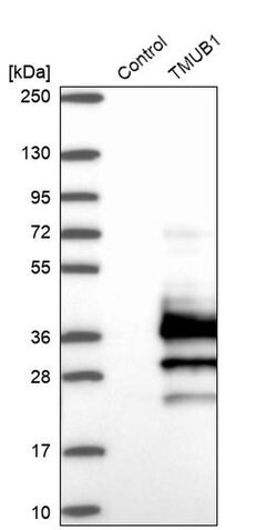 Invitrogen TMUB1 Polyclonal Antibody 100 &mu;L; Unconjugated:Antibodies,