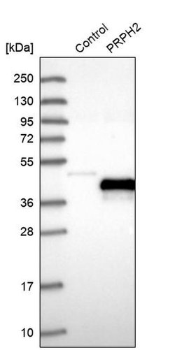 Invitrogen PRPH2 Polyclonal Antibody 100 &mu;L; Unconjugated:Antibodies,