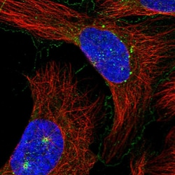 Invitrogen C7orf43 Polyclonal Antibody 100 &mu;L; Unconjugated:Antibodies,