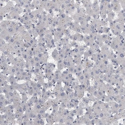 Invitrogen KLHL7 Polyclonal Antibody 100 &mu;L; Unconjugated:Antibodies,
