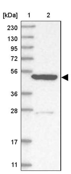 Invitrogen KLHL7 Polyclonal Antibody 100 &mu;L; Unconjugated:Antibodies,