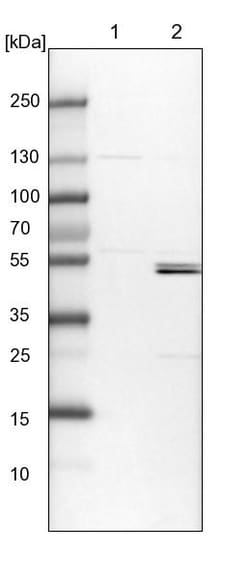 Invitrogen KLHL7 Polyclonal Antibody 100 &mu;L; Unconjugated:Antibodies,