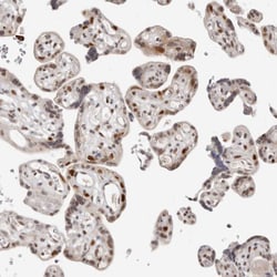Invitrogen RFC2 Polyclonal Antibody 100 &mu;L; Unconjugated:Antibodies,