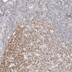 Invitrogen RFC2 Polyclonal Antibody 100 &mu;L; Unconjugated:Antibodies,