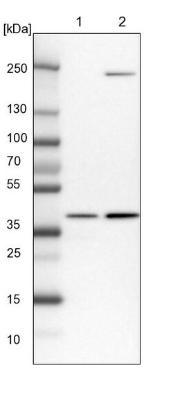 Invitrogen RFC2 Polyclonal Antibody 100 &mu;L; Unconjugated:Antibodies,