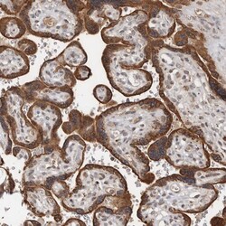Invitrogen LRGUK Polyclonal Antibody 100 &mu;L; Unconjugated:Antibodies,