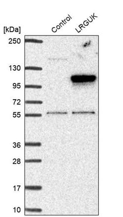 Invitrogen LRGUK Polyclonal Antibody 100 &mu;L; Unconjugated:Antibodies,