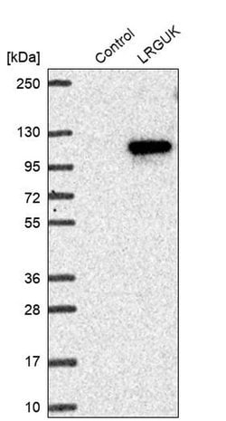 Invitrogen LRGUK Polyclonal Antibody 100 &mu;L | Buy Online | Invitrogen&trade; | Fisher Scientific