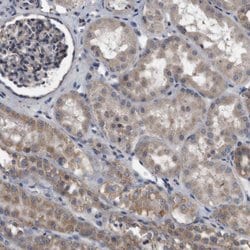 Invitrogen NRBP Polyclonal Antibody 100 &mu;L; Unconjugated:Antibodies,