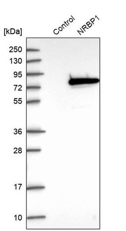 Invitrogen NRBP Polyclonal Antibody 100 &mu;L; Unconjugated:Antibodies,