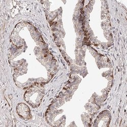 Invitrogen ZNF502 Polyclonal Antibody 100 &mu;L; Unconjugated:Antibodies,