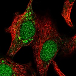 Invitrogen IMPA2 Polyclonal Antibody 100 &mu;L; Unconjugated:Antibodies,