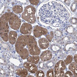 Invitrogen IMPA2 Polyclonal Antibody 100 &mu;L; Unconjugated:Antibodies,